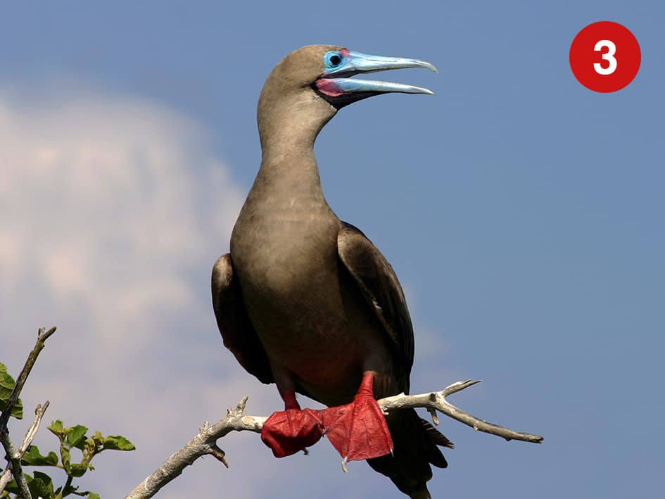 red-footer-booby